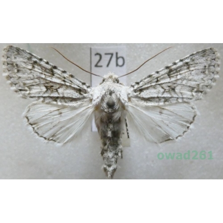 Antitype chi (Linnaeus, 1758) Czech27b